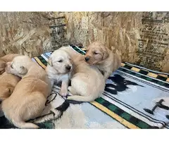 Gorgeous Golden retriever puppies - 2