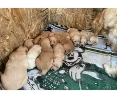 Gorgeous Golden retriever puppies - 3