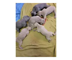 Fullblooded Weimaraner puppies for sale