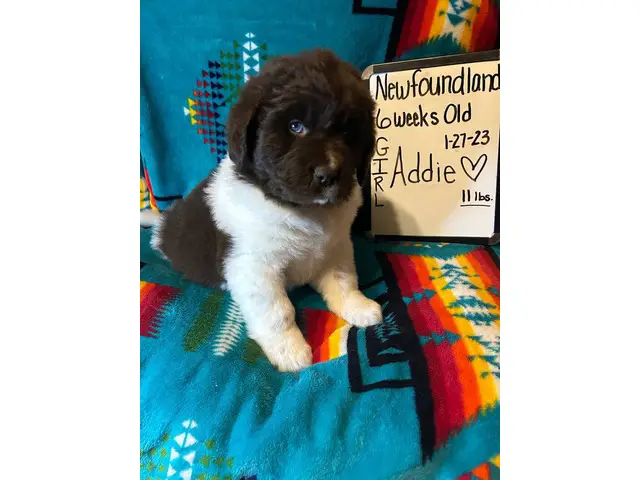 AKC Newfoundland puppies - 3/6