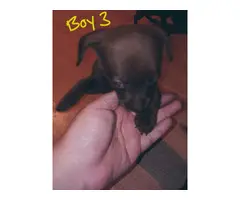 Black and brown Chiweenie puppies - 4