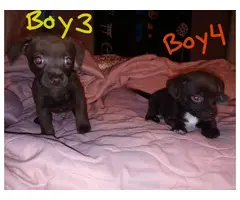 Black and brown Chiweenie puppies - 6