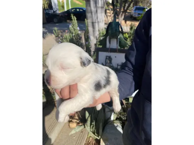 4 male and 5 female Aussie puppies for sale - 2/12