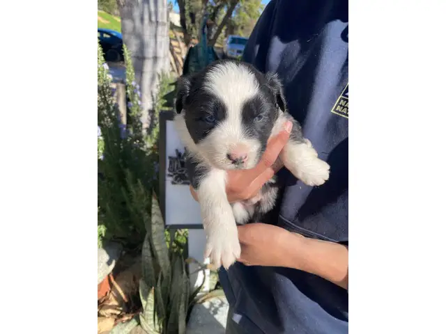 4 male and 5 female Aussie puppies for sale - 3/12