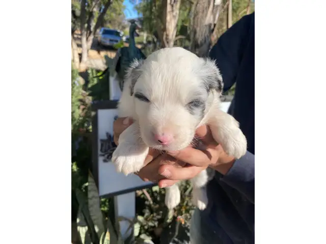 4 male and 5 female Aussie puppies for sale - 4/12