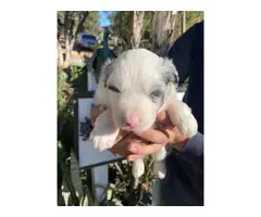 4 male and 5 female Aussie puppies for sale - 4