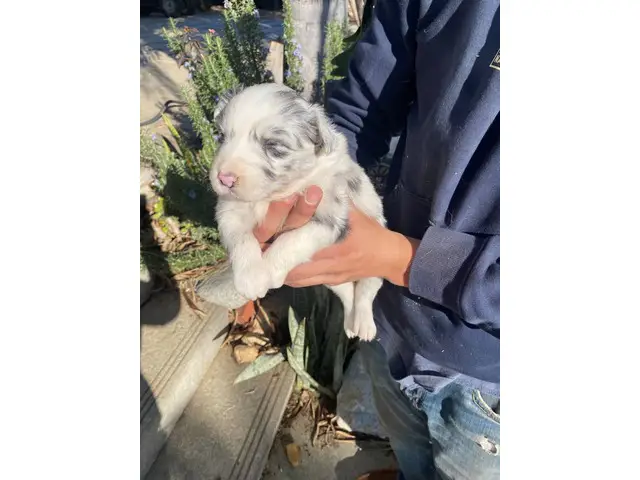 4 male and 5 female Aussie puppies for sale - 5/12