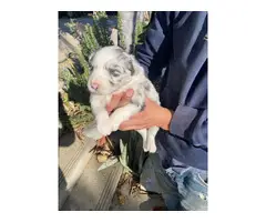4 male and 5 female Aussie puppies for sale - 5
