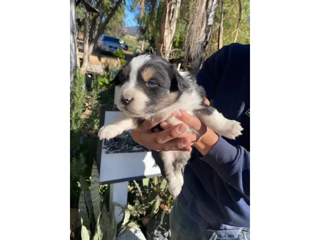 4 male and 5 female Aussie puppies for sale - 6/12