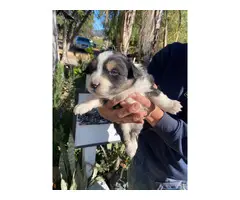 4 male and 5 female Aussie puppies for sale - 6