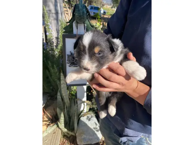 4 male and 5 female Aussie puppies for sale - 7/12