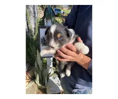 4 male and 5 female Aussie puppies for sale - 7