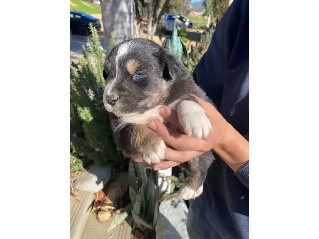4 male and 5 female Aussie puppies for sale - 8/12