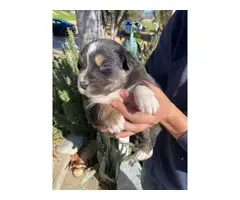 4 male and 5 female Aussie puppies for sale - 8
