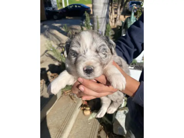 4 male and 5 female Aussie puppies for sale - 9/12