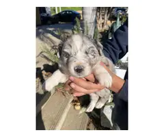 4 male and 5 female Aussie puppies for sale - 9