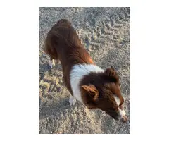 4 male and 5 female Aussie puppies for sale - 10