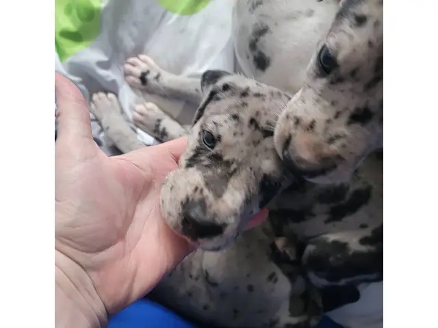 5 Great dane puppies for sale - 2/7