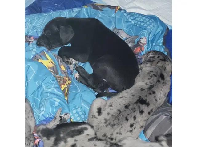 5 Great dane puppies for sale - 3/7