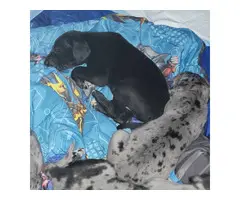 5 Great dane puppies for sale - 3