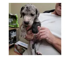 5 Great dane puppies for sale - 4