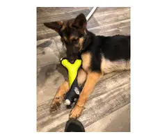 Female German shepherd looking for a new family