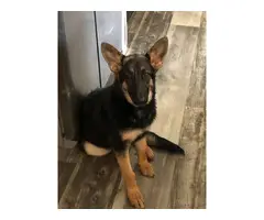 Female German shepherd looking for a new family