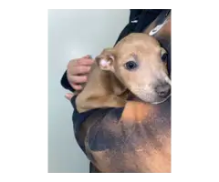 8 weeks old American Pit bull puppies - 5