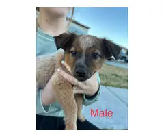 Red Heeler Puppies ready for new homes - 3