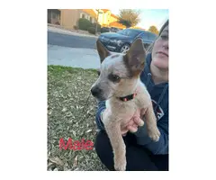 Red Heeler Puppies ready for new homes - 7