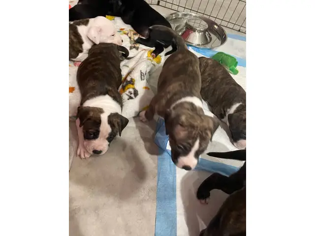 Boxer Bully Mix Puppies for Sale - 2/8