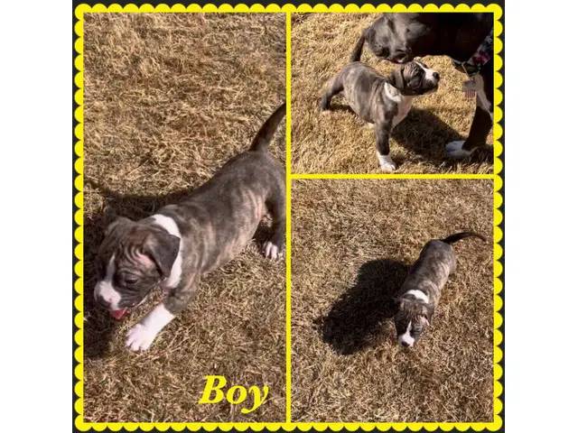 Boxer Bully Mix Puppies for Sale - 3/8