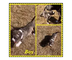 Boxer Bully Mix Puppies for Sale - 3