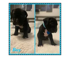 Boxer Bully Mix Puppies for Sale - 4