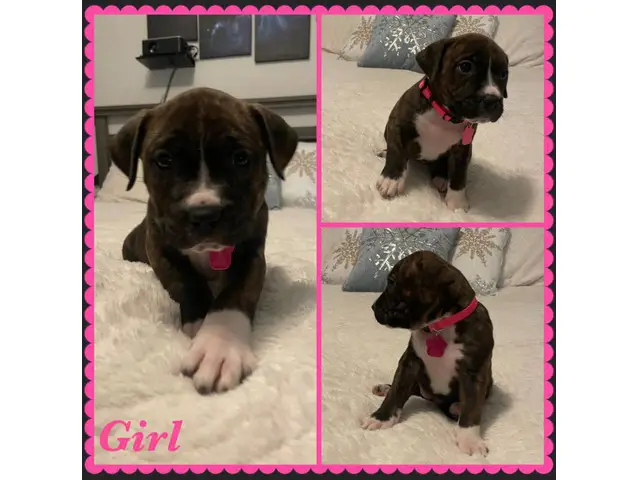 Boxer Bully Mix Puppies for Sale - 5/8