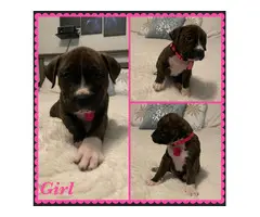 Boxer Bully Mix Puppies for Sale - 5