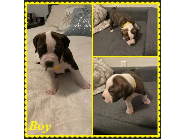 Boxer Bully Mix Puppies for Sale - 6/8