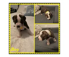 Boxer Bully Mix Puppies for Sale - 6