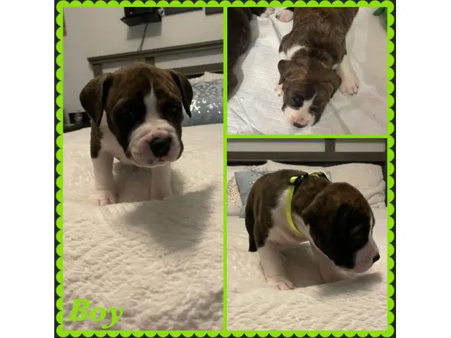 Boxer Bully Mix Puppies for Sale - 7/8
