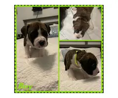 Boxer Bully Mix Puppies for Sale - 7