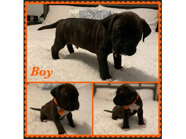 Boxer Bully Mix Puppies for Sale - 8/8
