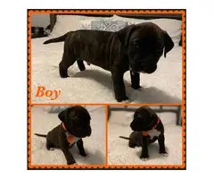 Boxer Bully Mix Puppies for Sale - 8