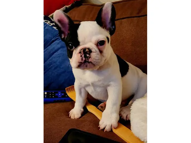 Male French Bulldog for Sale - 1/5