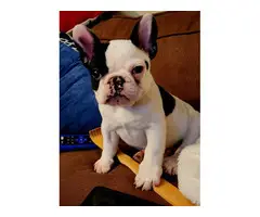 Male French Bulldog for Sale