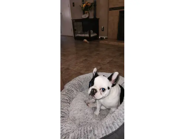 Male French Bulldog for Sale - 2/5