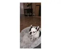 Male French Bulldog for Sale - 2