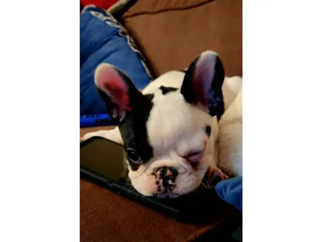 Male French Bulldog for Sale - 3/5
