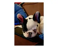 Male French Bulldog for Sale - 3