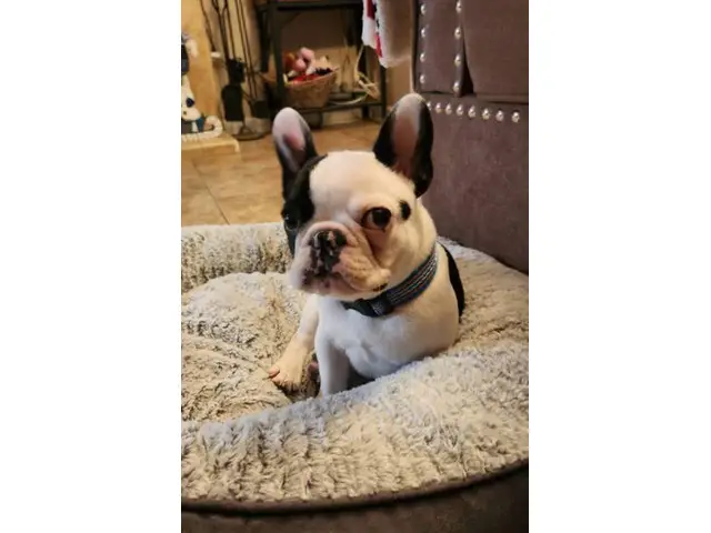 Male French Bulldog for Sale - 4/5