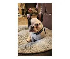 Male French Bulldog for Sale - 4